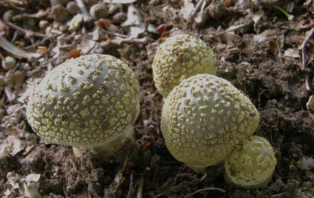 Amanita franchetii (Boud.) Fayod